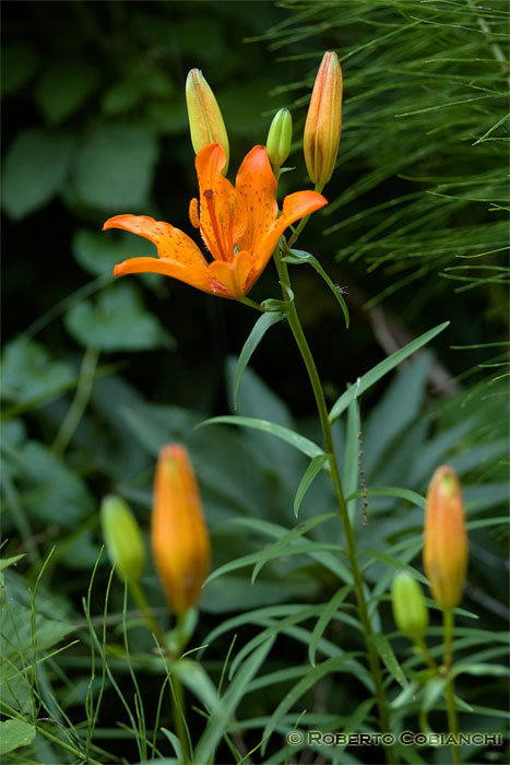 Gigli di S.Giuseppe - Lilium bulbiferum ssp. croceum